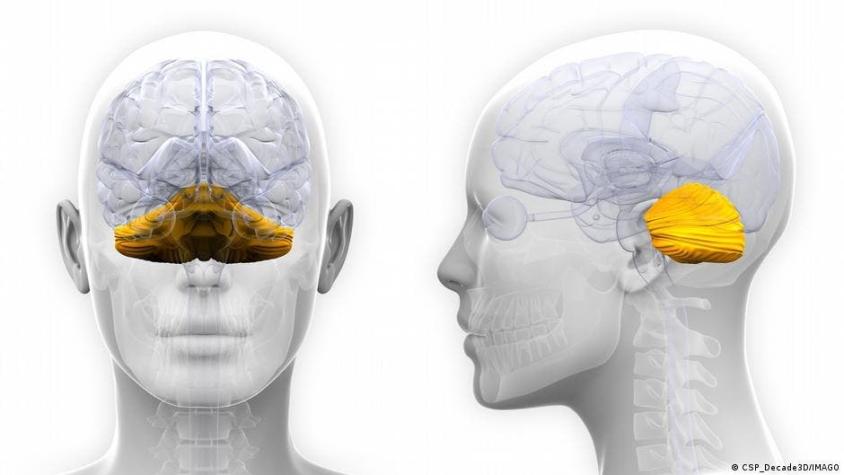 El cerebelo tiene una función que desconocíamos, según revela nuevo estudio