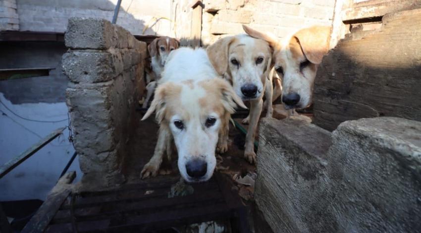 Más de 70 perros rescatados en México: Iban a ser sacrificados para consumo humano