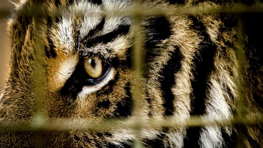 "Conflict Tiger": Capturan a un tigre acusado de la muerte de 13 personas en India