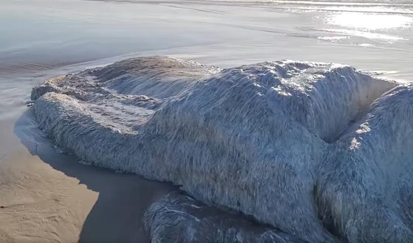 [VIDEO] "Globster": Hallan misterioso cadáver gigante y peludo en playa de EE.UU