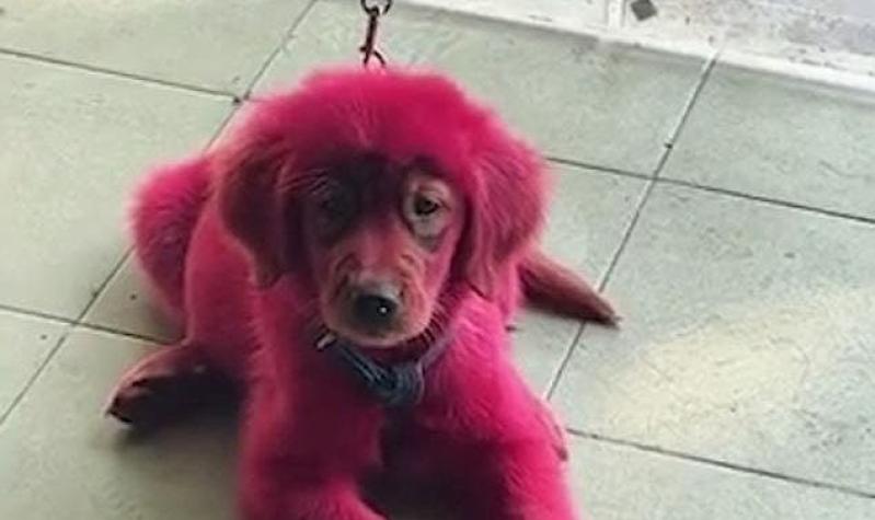 Hombre tiñe a su perra de color escarlata para presumirla en redes sociales