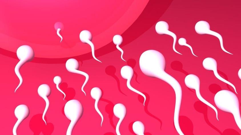 Por qué es un mito el que los espermatozoides nadan frenéticamente hacia el óvulo