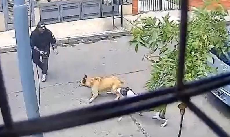 VIDEO | Dos perritas callejeras evitaron que motochorros asaltaran a un hombre