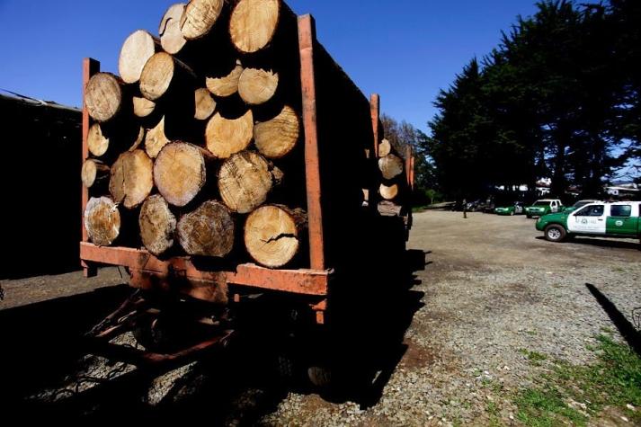 Prisión preventiva para empresario forestal por robo de madera en La Araucanía
