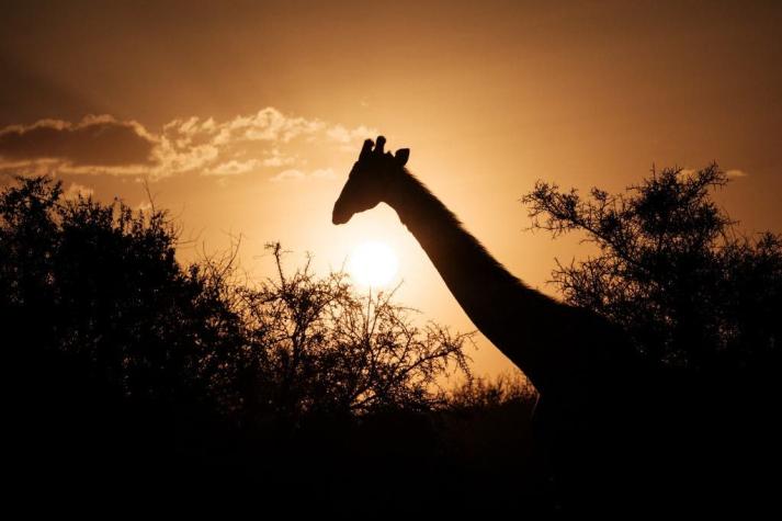 Una jirafa mata a una bebé de 16 meses: Fue pisoteada junto a su madre
