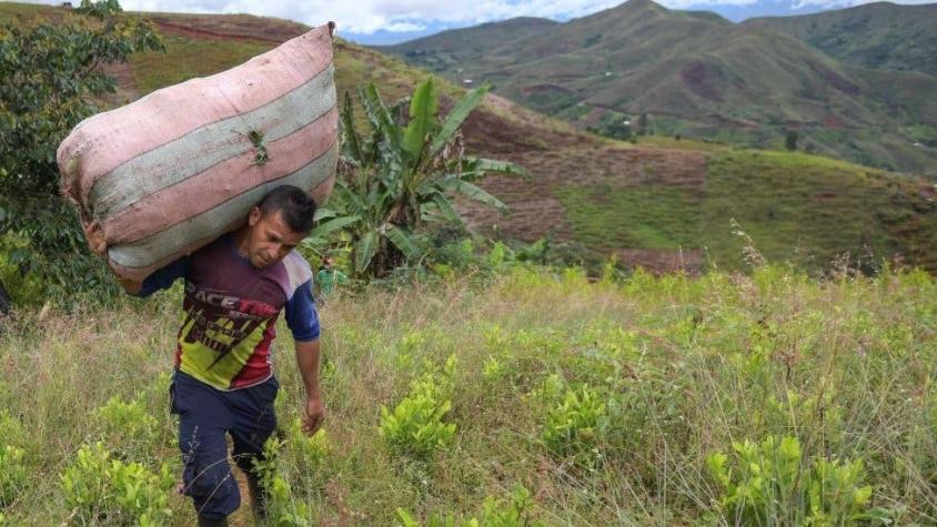 Colombia bate su propio récord de cultivo de coca, según un nuevo informe de la ONU
