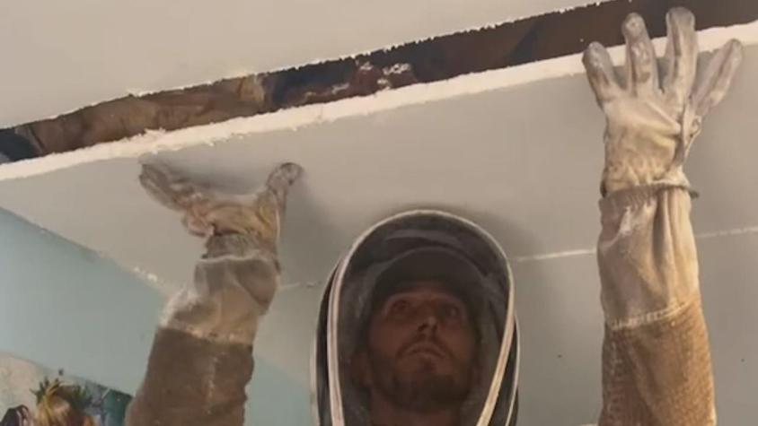 Impactante registro: Descubren panal de abejas escondido en el techo de una casa