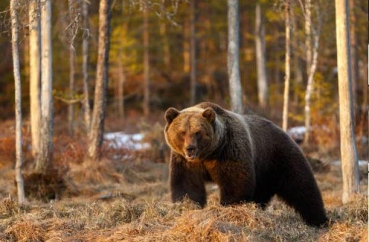 Universitarios sobreviven al ataque de un oso pardo en EE.UU: Debieron luchar contra el animal