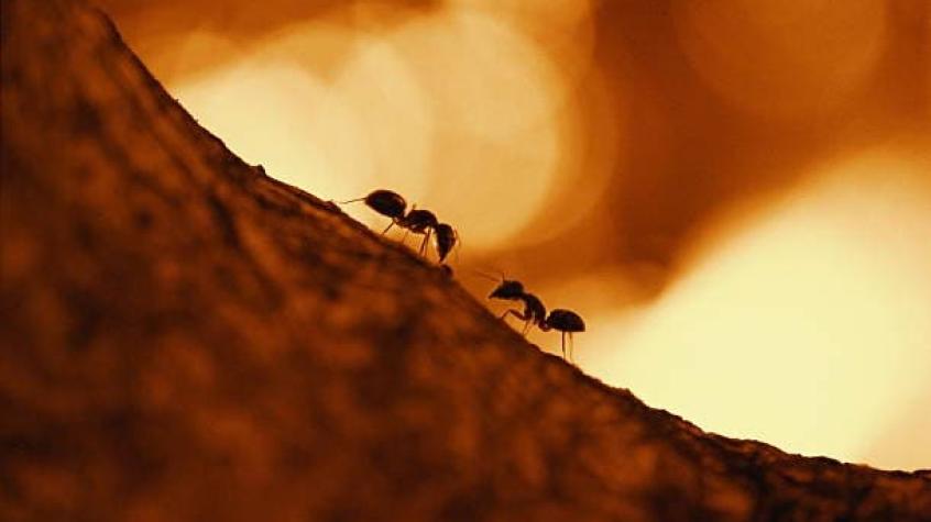 Como película de terror: Revelan el primer plano de cómo luce el rostro de una hormiga
