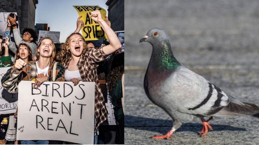 Grupo protesta en Nueva York contra las palomas: Aseguran que “no son reales”