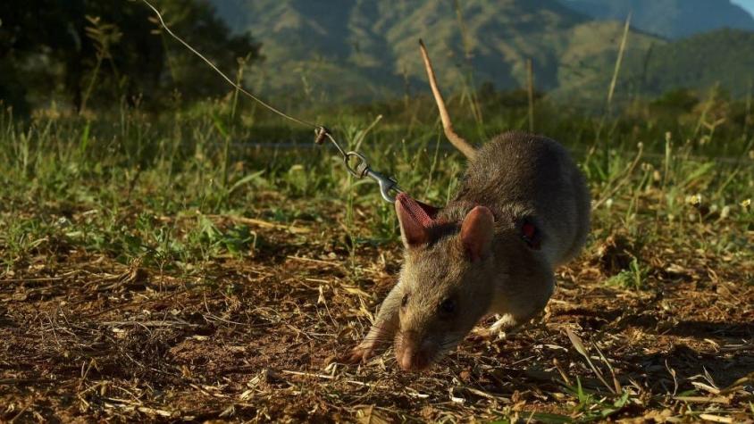 Ratas entrenadas con mochilas podrían ayudar a encontrar sobrevivientes en terremotos