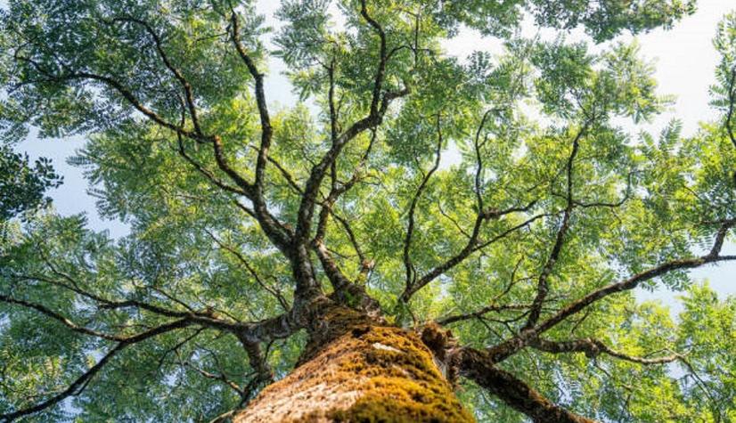 Tienen memoria: Estudio revela que los árboles transmiten el conocimiento a sus hijos