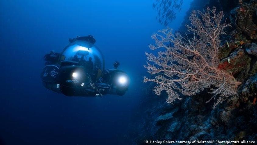 Científicos descubren en las Maldivas un nuevo ecosistema que está formando un "oasis de vida"