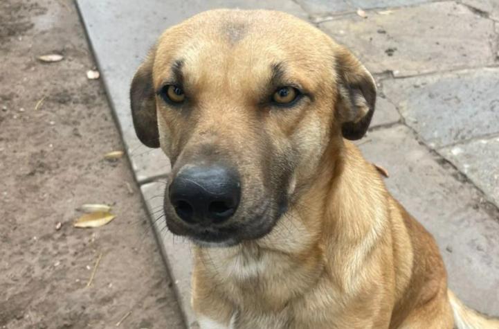 "Ya no rompo cosas": Pareja le crea tierno CV a su perrito para darlo en adopción y se hace viral