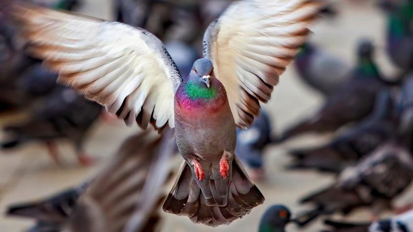 Expansión de la enfermedad que transforma a las palomas en "zombies" atemoriza a Reino Unido Expansión de la enfermedad que transforma a las palomas en "zombies" atemoriza a Reino Unido