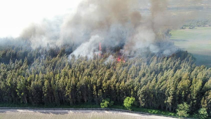 Combaten incendio forestal de rápida velocidad de propagación en Melipilla