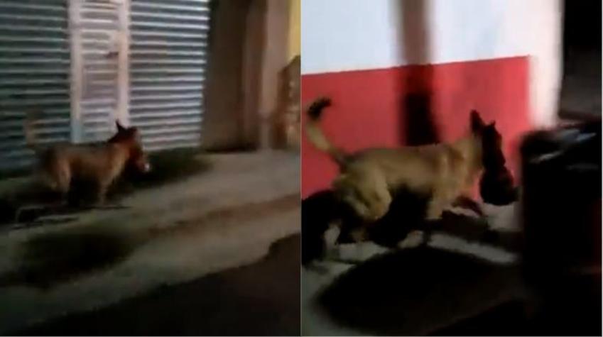 [VIDEO] Graban a un perro llevando una cabeza humana en México