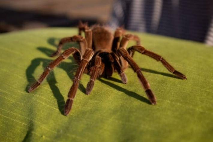 Tarántula Goliat: El curioso método de defensa que tiene la araña más grande del mundo