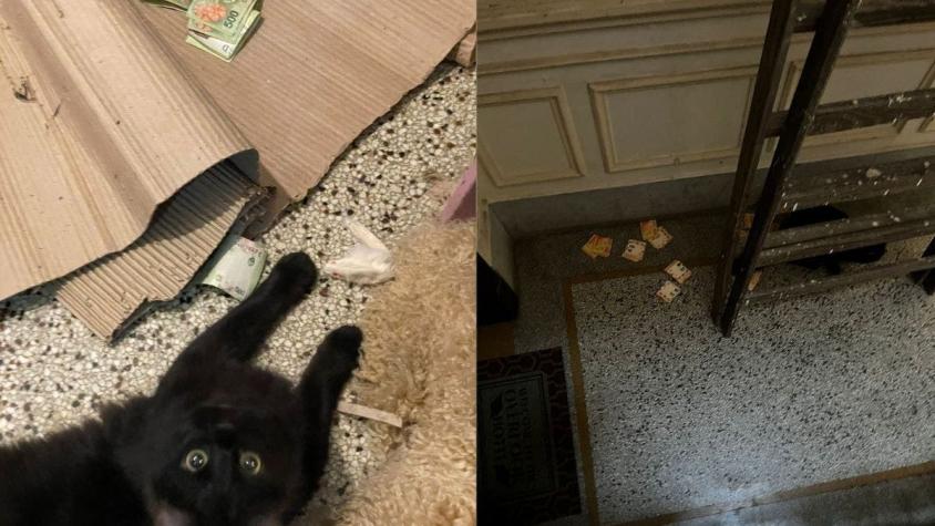 “Se me cae la cara de vergüenza”: Gato roba fajos de billetes a su vecino en Argentina