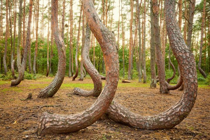 Krzywy Las: El misterioso bosque torcido de Polonia que impacta a los científicos