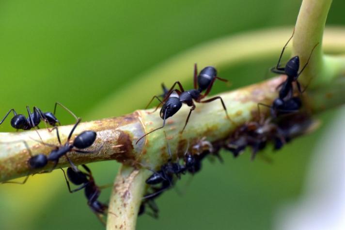 Revelan la cara de una hormiga en foto ampliada 5 veces: usuarios se horrorizan