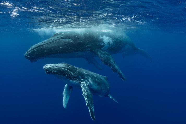 Boya con Inteligencia Artificial pretende salvar ballenas: Las ayudará en sus rutas migratorias desde Chile