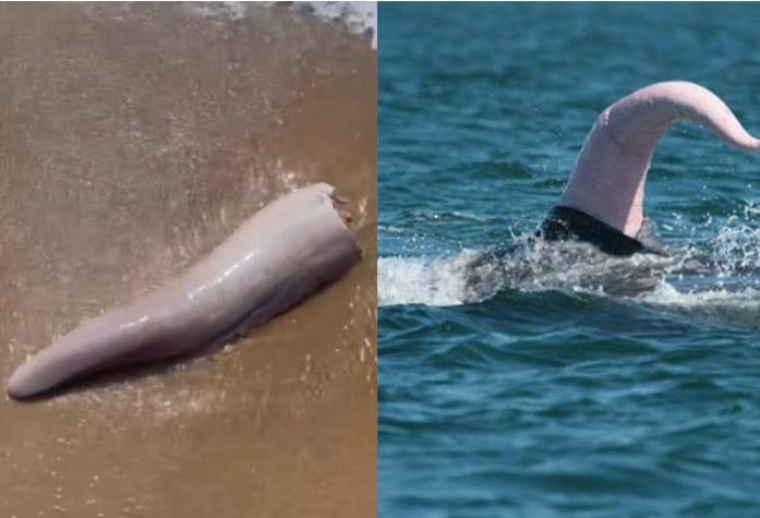 Mide lo mismo que una pierna humana: Encuentran genital una ballena en costas australianas