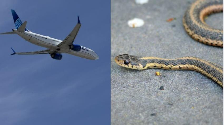 Pánico a bordo: Serpiente aparece dentro de un vuelo y espanta a los pasajeros