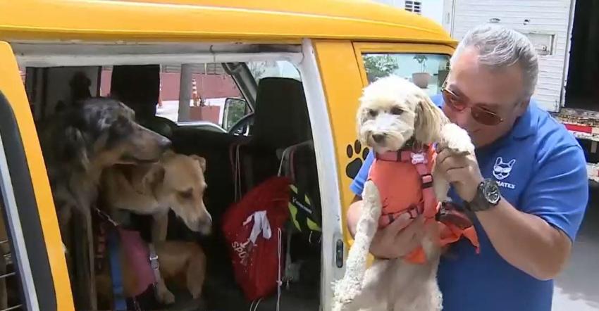 [VIDEO] Dog Mates Chile: Un colegio exclusivo para perros