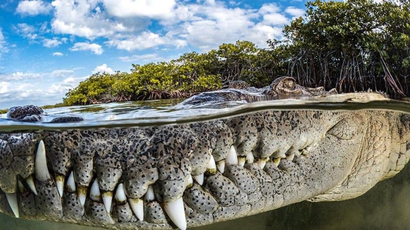 La impresionante foto de un cocodrilo en Cuba que ganó el máximo premio de los Mangrove Photography