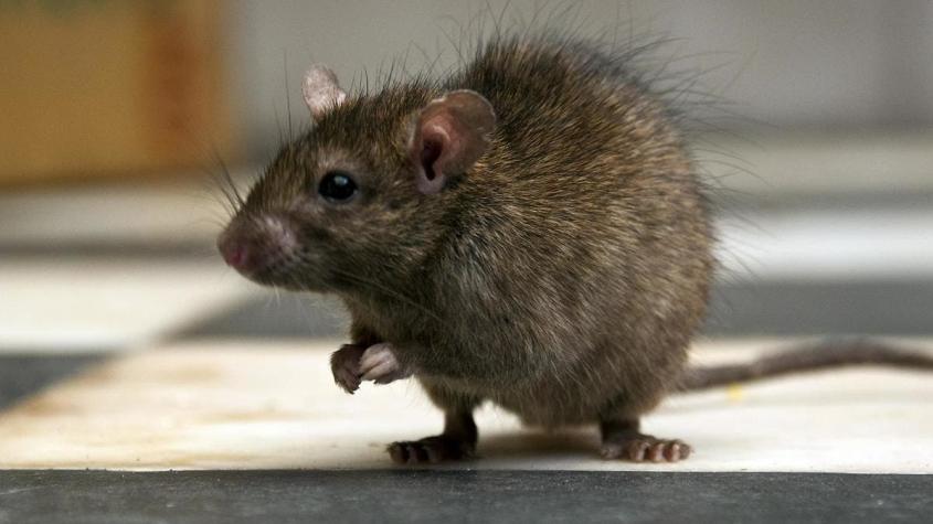 [FOTO] “Ratzilla”: Encuentran una gigantesca rata de 45 centímetros de largo