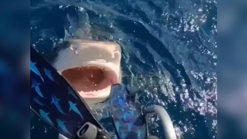 Impactante video viral: científica marina estuvo cerca de saltar directo a la boca de un tiburón