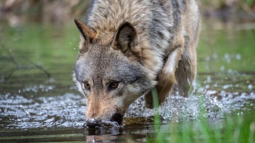 El particular método que usarán en los Países Bajos para que los lobos sean "menos mansos"