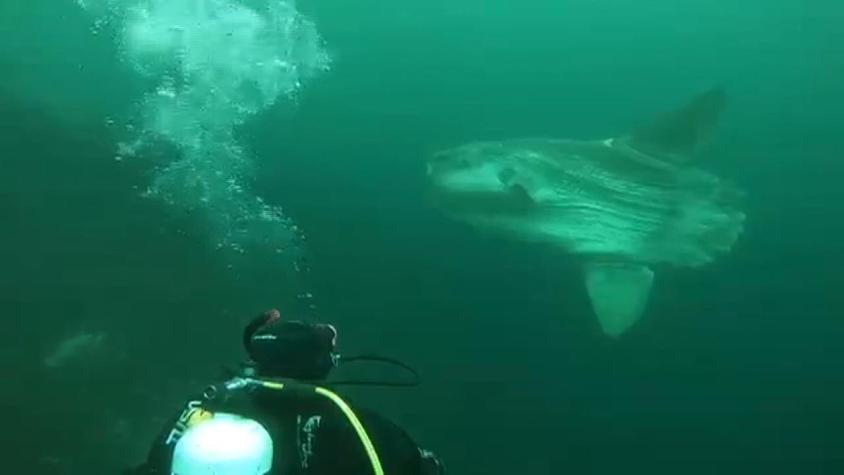 [VIDEO] Asombroso encuentro de buzos con pez luna en la costa de Antofagasta