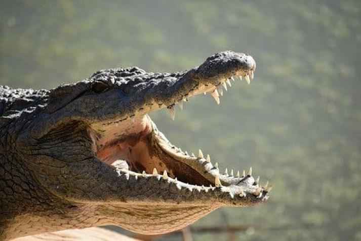 Niño de 8 años muere devorado por cocodrilo en Costa Rica: Madre pide sacrificar al animal
