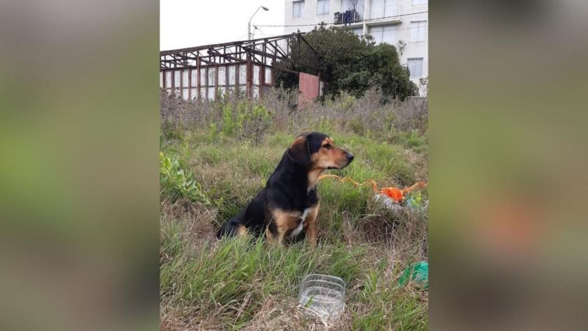 "Peluchín", el perro que se mantiene esperando a su dueño fallecido en La Serena