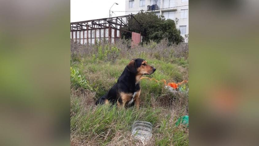 "Peluchín", el perro que se mantiene esperando a su dueño fallecido en La Serena "Peluchín", el perro que se mantiene esperando a su dueño fallecido en La Serena