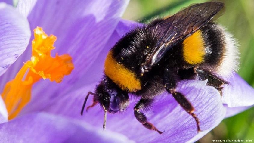 Video de abejorros jugando con pelotas es la primera evidencia de que los insectos pueden divertirse