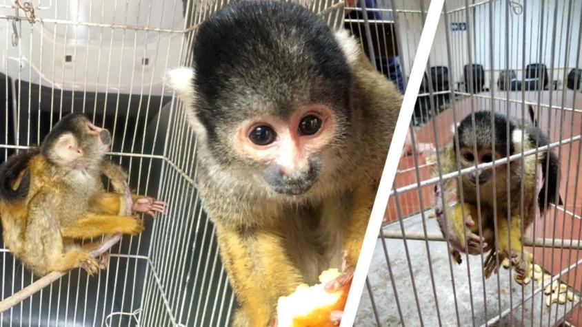 Nuevo caso de tráfico y maltrato animal: encuentran mono ardilla en medio de operativo por drogas