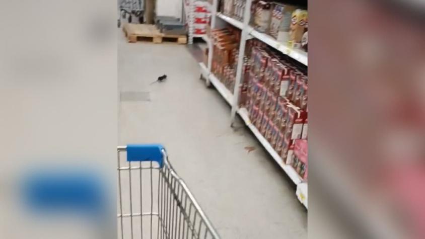 Cliente capta a ratón corriendo por pasillo de supermercado en Antofagasta: Seremi inicia sumario