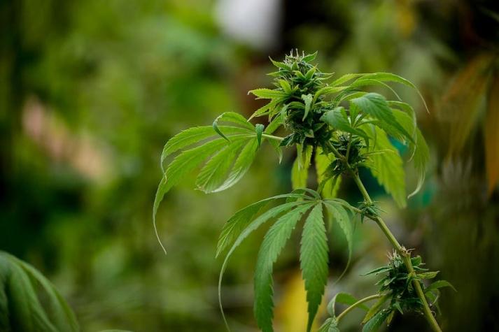 Día Mundial del Cannabis Medicinal: Seis enfermedades que los cannabinoides alivian efectivamente