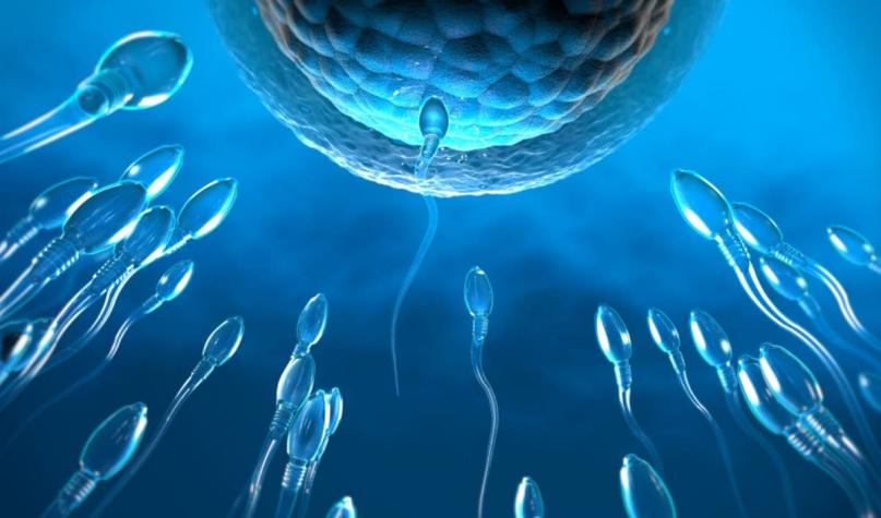 ¿Por qué se ha reducido la calidad del esperma a un 50% en los últimos años?