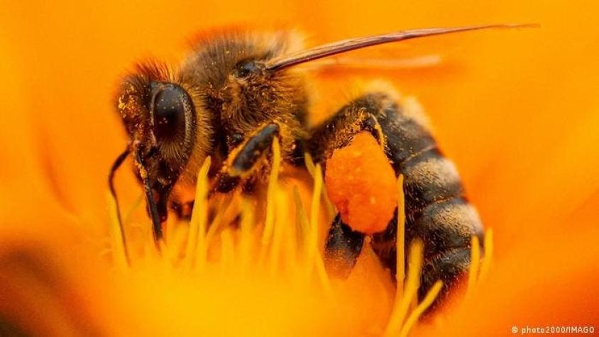 La vida de las abejas melíferas se ha reducido un 50 % en solo 50 años
