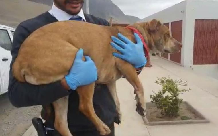 Maltrato animal: Graban a hombre azotando y aplastando cabeza de perro en Antofagasta
