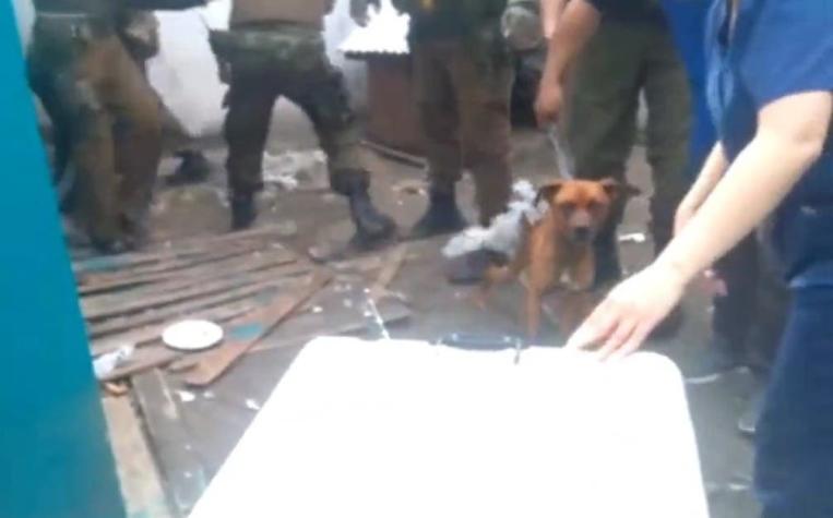 Carabineros rescató a perro desde casa en San Pedro de la Paz: Estaba amarrado y sin agua