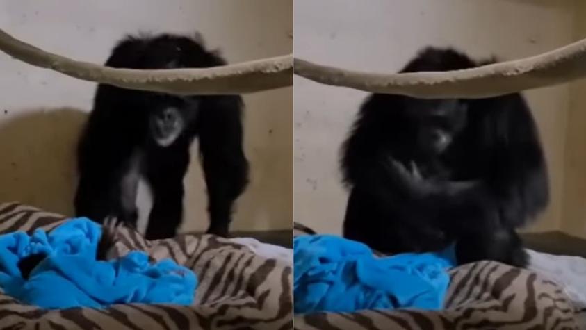 [VIDEO] El emocionante reencuentro entre una chimpancé y su hijo: Estaban separados desde que nació