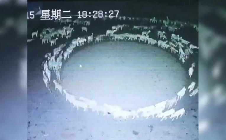 [VIDEO] El insólito caso de las ovejas llevan 12 días caminando en círculos en China