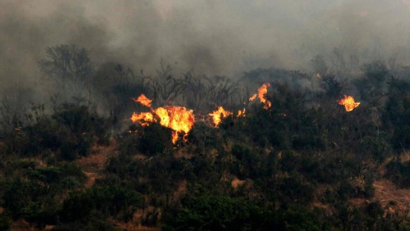 Declaran cuatro Alertas Rojas comunales por incendios forestales: Hay más de 55 hectáreas afectadas