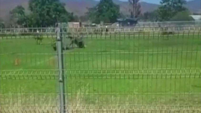 [VIDEO] Dos carabineros lesionados tras choque y caída de sus caballos en presentación en Curacaví