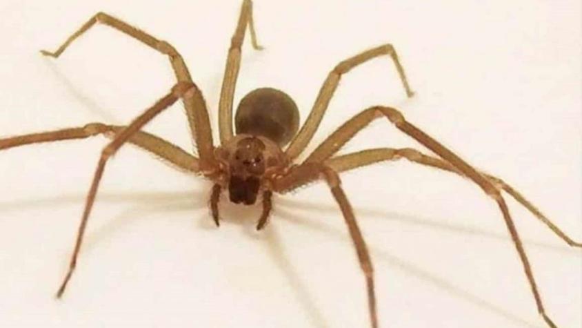 Fin del misterio: Científico explica por qué a las arañas de rincón aman tu casa